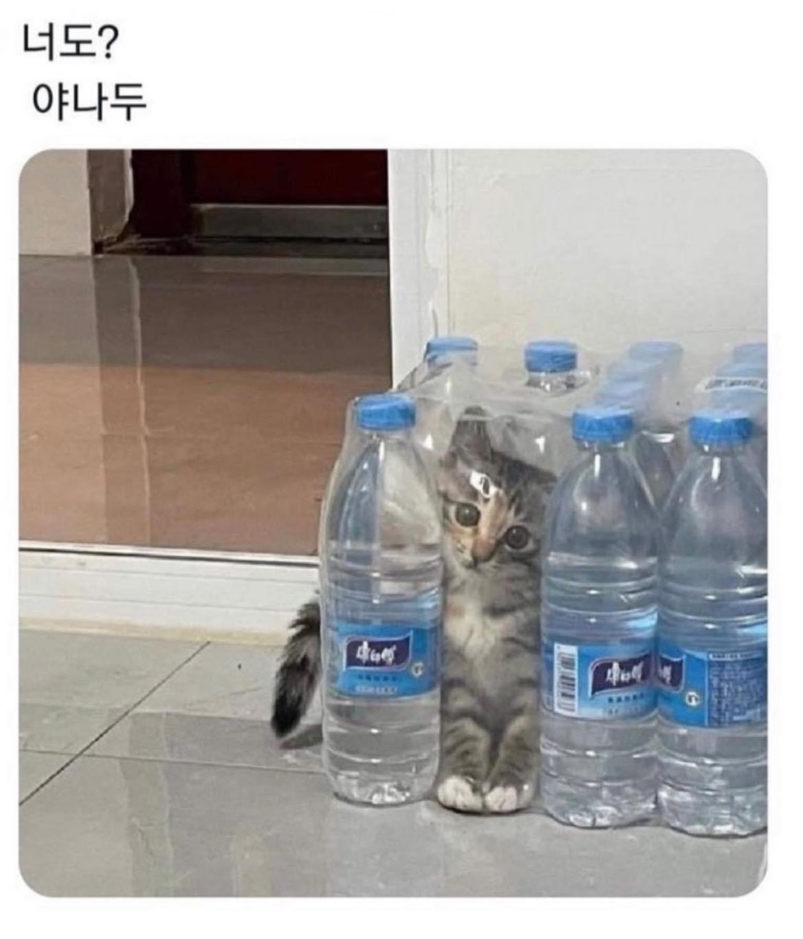 고양이 종특.jpg