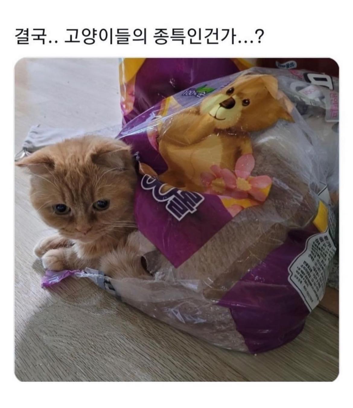 고양이 종특.jpg