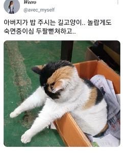 [스압]웃긴 포즈로 잠자는 고양이 대회.twt