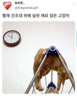 [스압]웃긴 포즈로 잠자는 고양이 대회.twt