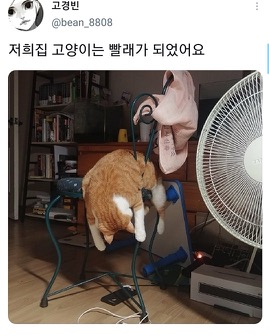 [스압]웃긴 포즈로 잠자는 고양이 대회.twt