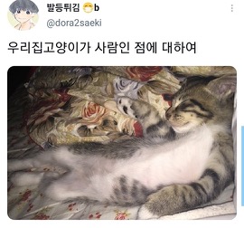 [스압]웃긴 포즈로 잠자는 고양이 대회.twt