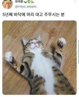 [스압]웃긴 포즈로 잠자는 고양이 대회.twt