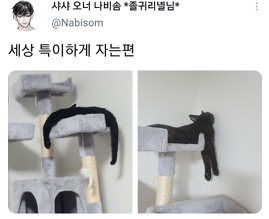 [스압]웃긴 포즈로 잠자는 고양이 대회.twt