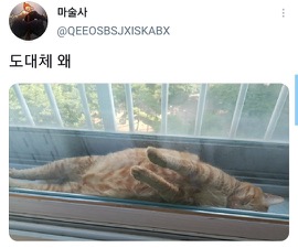 [스압]웃긴 포즈로 잠자는 고양이 대회.twt