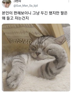 [스압]웃긴 포즈로 잠자는 고양이 대회.twt