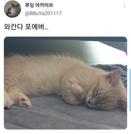 [스압]웃긴 포즈로 잠자는 고양이 대회.twt