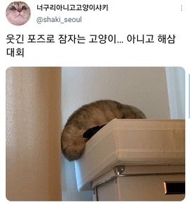 [스압]웃긴 포즈로 잠자는 고양이 대회.twt