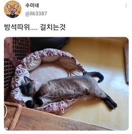 [스압]웃긴 포즈로 잠자는 고양이 대회.twt