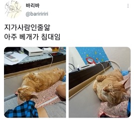 [스압]웃긴 포즈로 잠자는 고양이 대회.twt