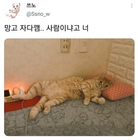 [스압]웃긴 포즈로 잠자는 고양이 대회.twt