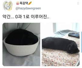 [스압]웃긴 포즈로 잠자는 고양이 대회.twt