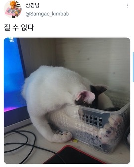 [스압]웃긴 포즈로 잠자는 고양이 대회.twt