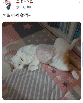 [스압]웃긴 포즈로 잠자는 고양이 대회.twt