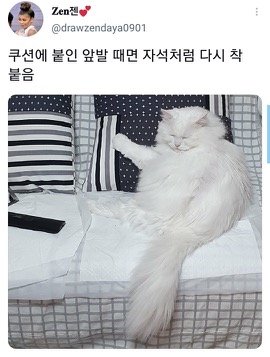 [스압]웃긴 포즈로 잠자는 고양이 대회.twt