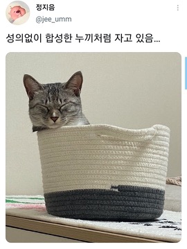 [스압]웃긴 포즈로 잠자는 고양이 대회.twt