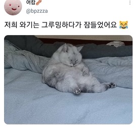 [스압]웃긴 포즈로 잠자는 고양이 대회.twt