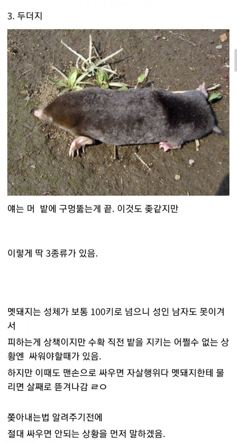 멧돼지와 대치 한 디시인.jpg