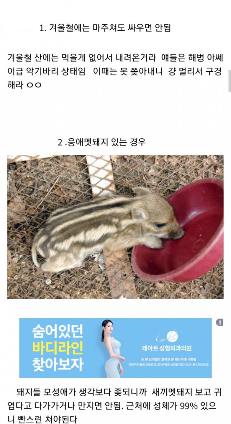 멧돼지와 대치 한 디시인.jpg