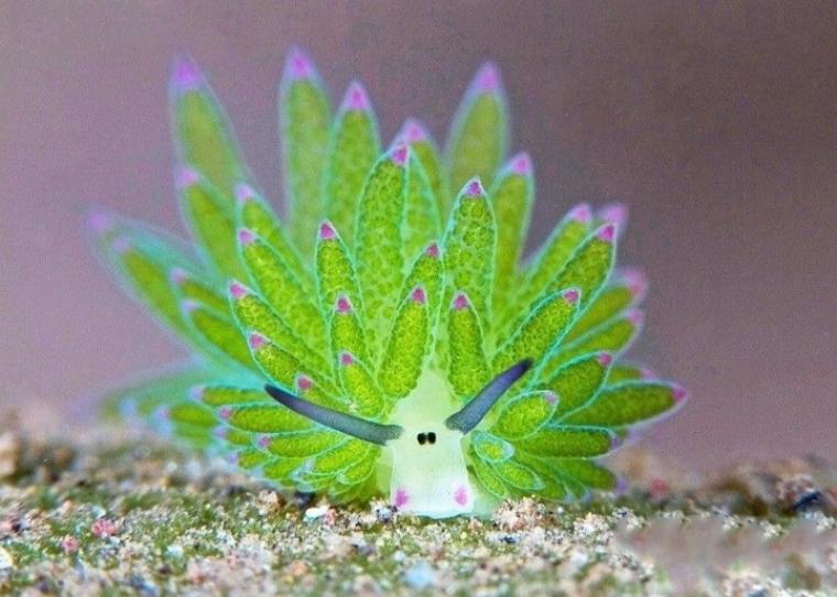 외계초식동물 느낌의 바다민달팽이.mp4
