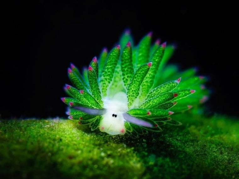 외계초식동물 느낌의 바다민달팽이.mp4