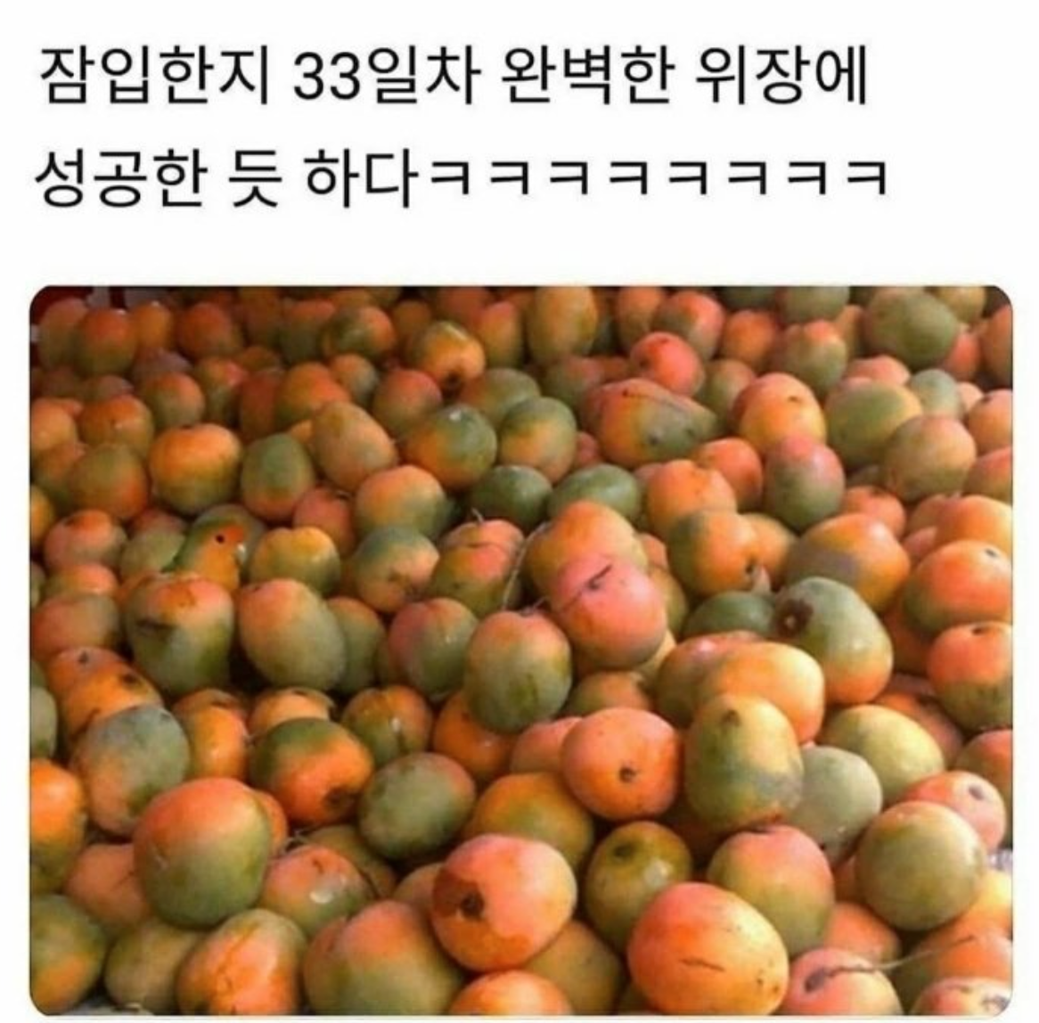 잠입한지 33일차 완벽한 위장에 성공한 듯