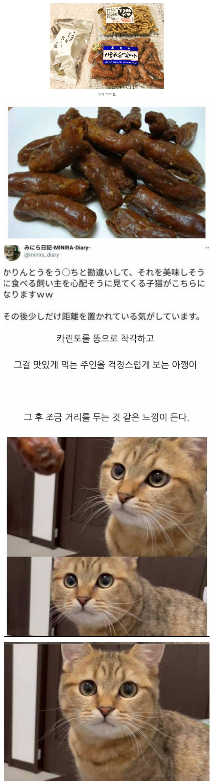 똥모양 과자를 먹는 주인을 본 고양이.jpg