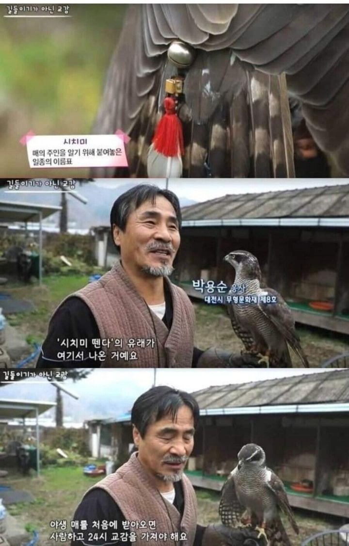 매와 관련된 우리말.jpg