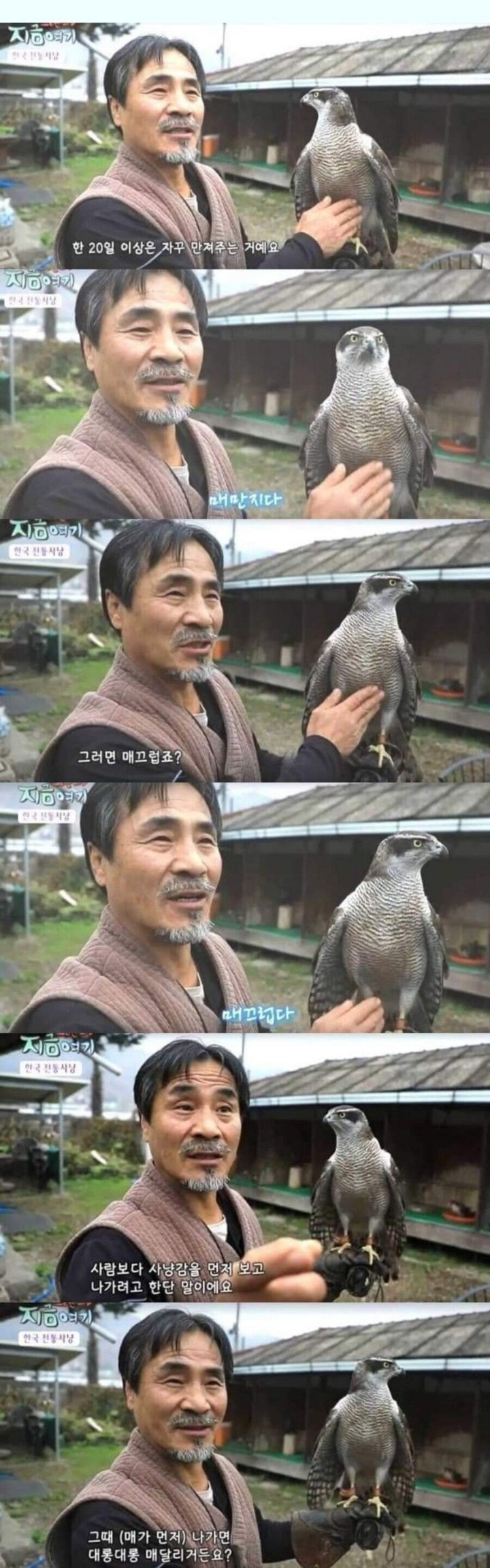 매와 관련된 우리말.jpg