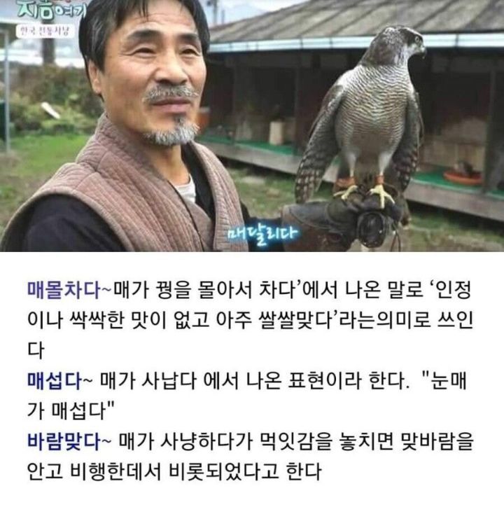 매와 관련된 우리말.jpg