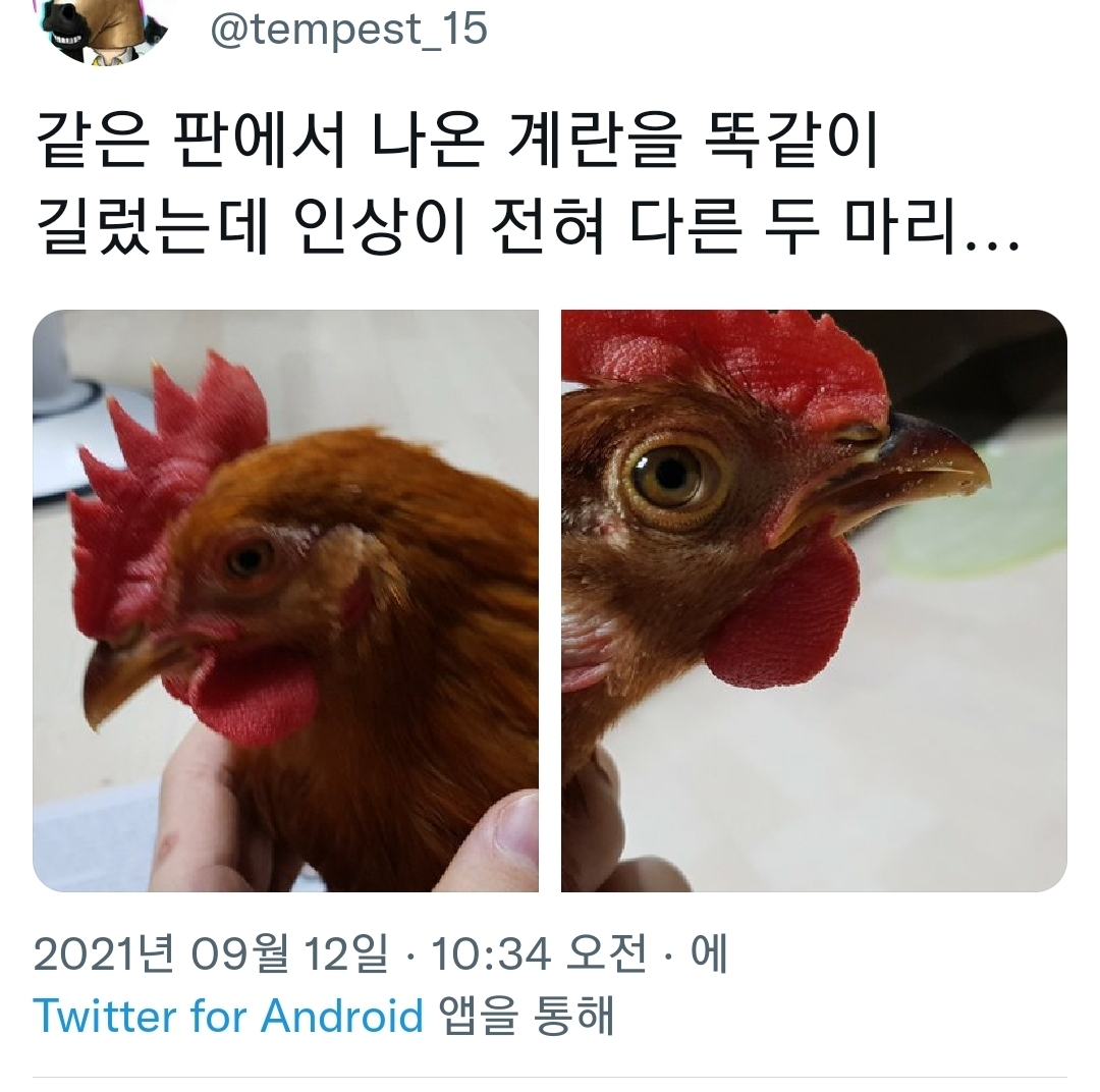 계란 상온 보관의 위험성.jpg