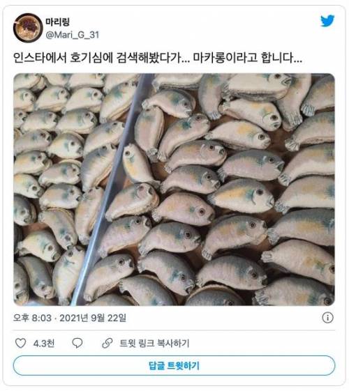 한국 마카롱 근황.jpg