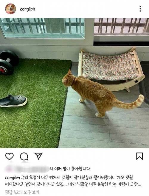 캣휠 지키는 고양이.jpg