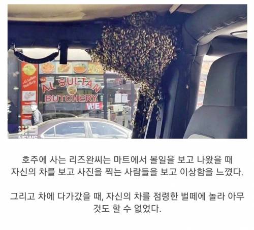 벌떼에게 주차테러 당한 호주인과 "지나가던 노인"