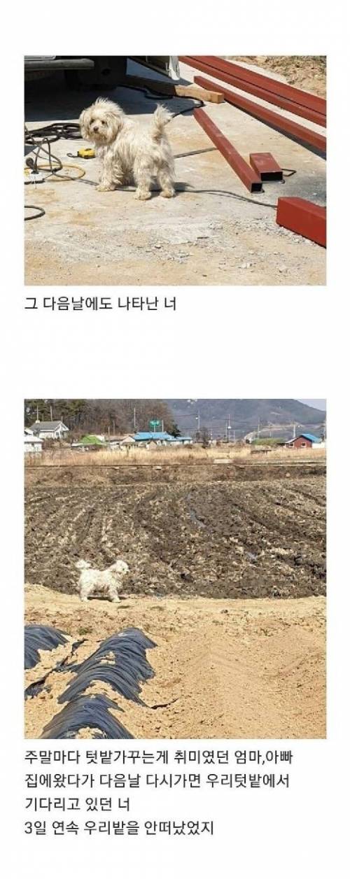 [스압] 부모님 텃밭에서 시작된 인연.jpg