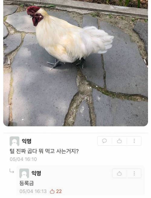 대학교 캠퍼스에서 사는 닭.jpg