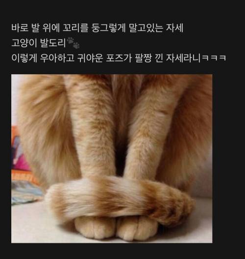 사람으로 치면 팔짱낀 자세라는 고양이 자세.jpg