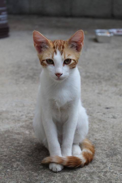 사람으로 치면 팔짱낀 자세라는 고양이 자세.jpg