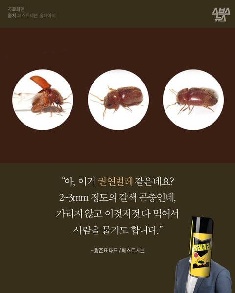 [스압] 드라이플라워 잘못 말리면 안됨.jpg