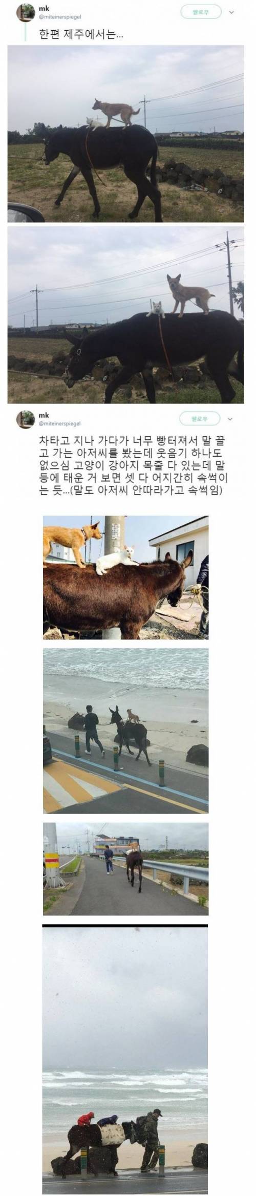 제주도 브레멘 음악대.jpg