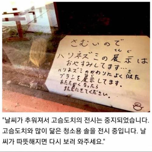 추운 날씨에 고슴도치 보러간 후기