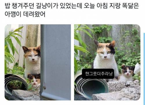 밥 챙겨주던 길냥이가 지랑 똑닮은 아깽이 데려왔어