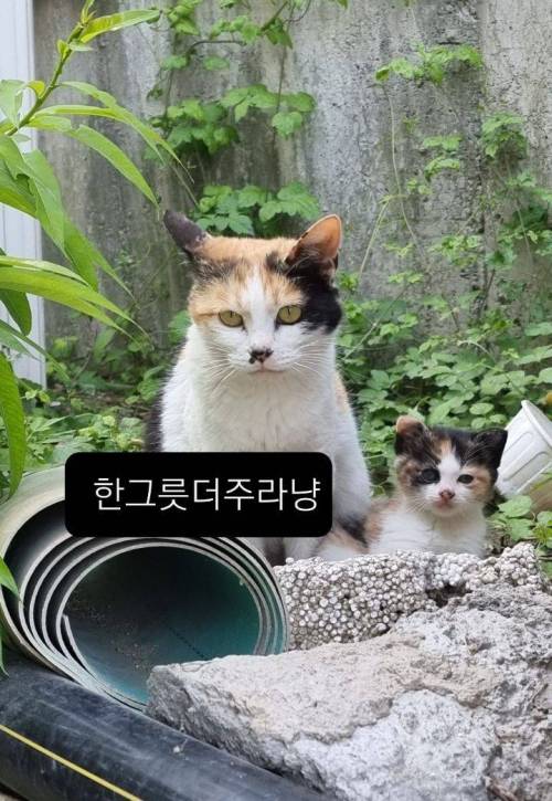 밥 챙겨주던 길냥이가 지랑 똑닮은 아깽이 데려왔어