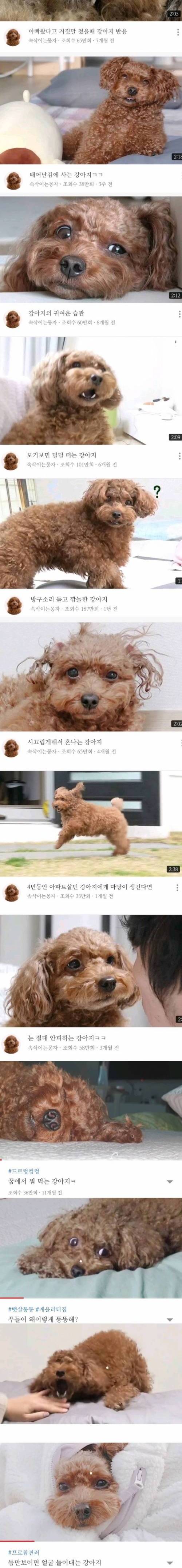 [스압] 썸네일 맛집이라는 어느 강아지 유튜브.jpg