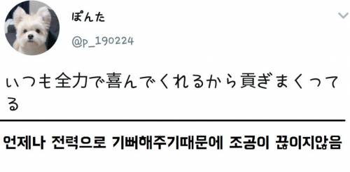언제나 전력으로 기뻐해주는 강아지