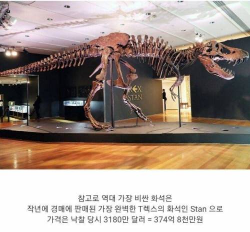 현존하는 가장 완벽한 트리케라톱스 화석, 90억원에 팔려