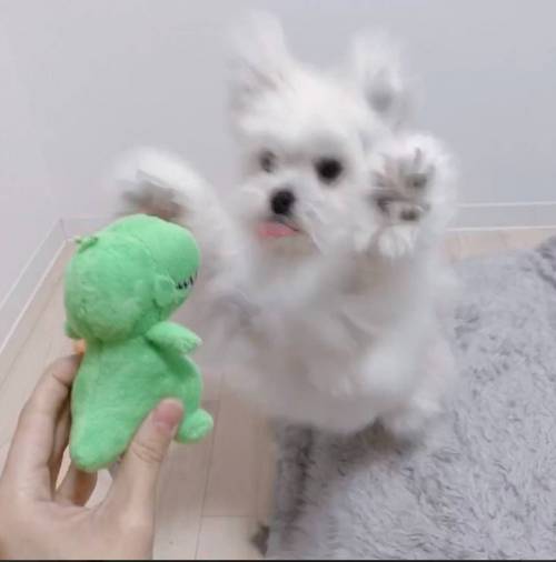언제나 전력으로 기뻐해주는 강아지