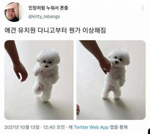 애견유치원 다니고 뭔가 이상해진 강아지.jpg