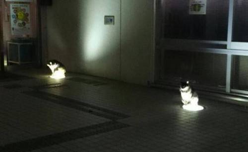 [스압] 귀신같이 따뜻한 곳 찾아내는 고양이들.jpg