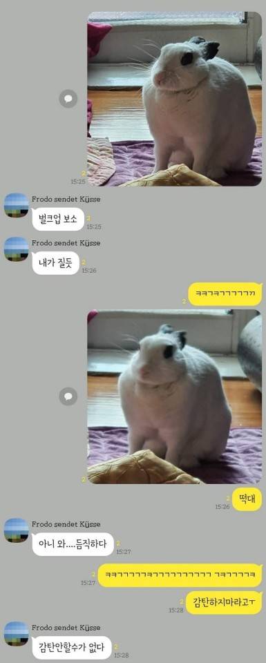 벌크업한 토끼를 보고 놀란 사람들
